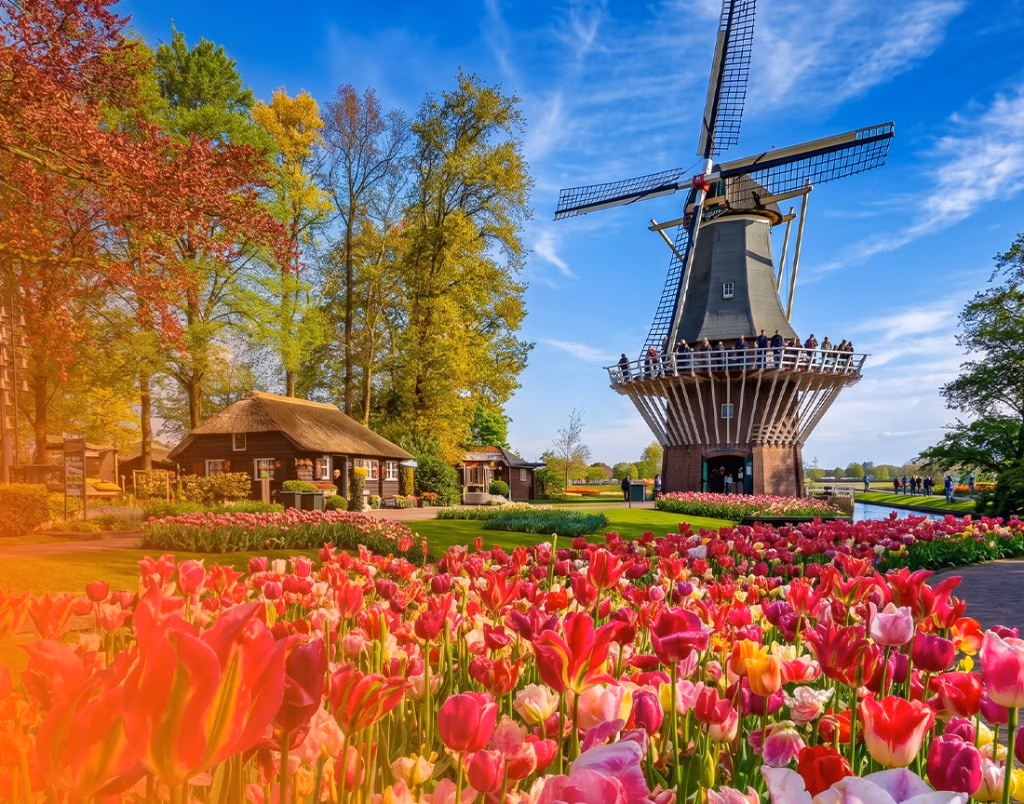 Blooming tulips and the historic windmill at Keukenhof gardens on a private spring tour from Amsterdam