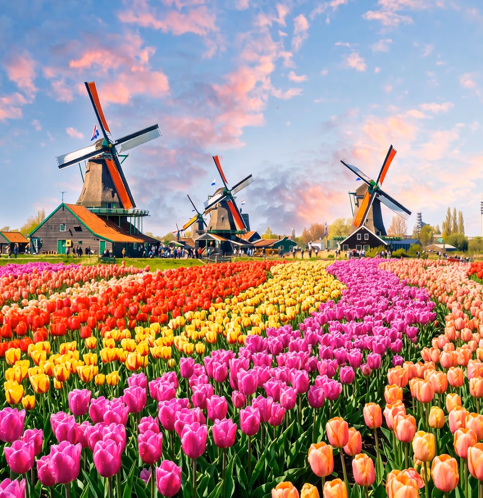 Dutch windmills above colourful tulip fields at Zaanse Schans on a Toursnl private tour from Amsterdam